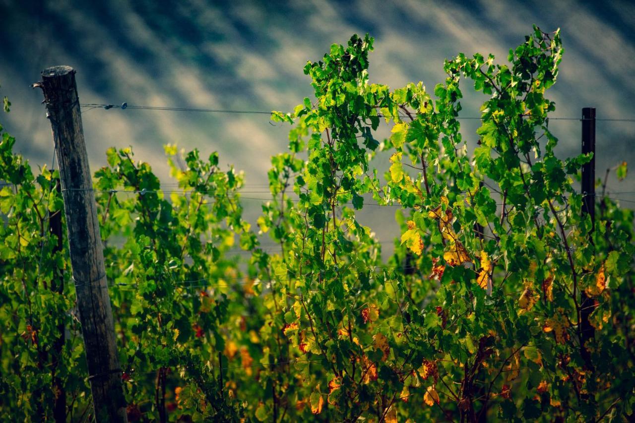 Filodivino Wine Resort & Spa San Marcello  Ngoại thất bức ảnh